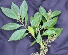 Live Plant Image