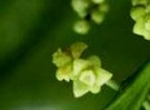 Live Plant Image