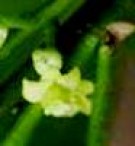 Live Plant Image