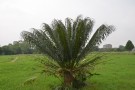 Live Plant Image