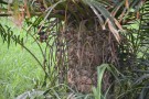 Live Plant Image