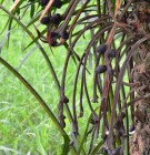 Live Plant Image
