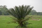 Live Plant Image