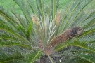 Live Plant Image