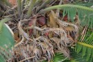 Live Plant Image
