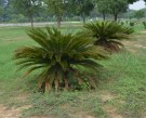Live Plant Image