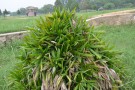 Live Plant Image