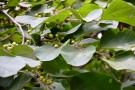 Live Plant Image