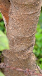 Live Plant Image