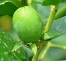 Live Plant Image