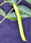Live Plant Image