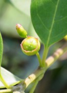 Live Plant Image