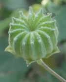 Live Plant Image