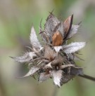 Live Plant Image