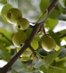 Live Plant Image