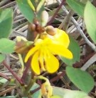 Live Plant Image