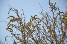 Live Plant Image