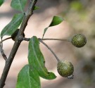 Live Plant Image