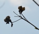 Live Plant Image
