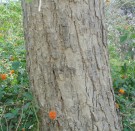Live Plant Image