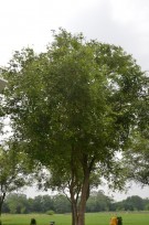 Live Plant Image