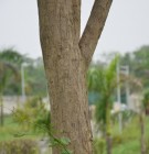Live Plant Image