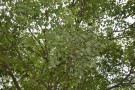 Live Plant Image
