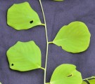 Live Plant Image