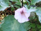 Live Plant Image