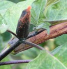 Live Plant Image