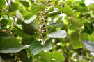 Live Plant Image