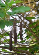 Live Plant Image