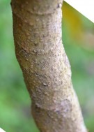 Live Plant Image