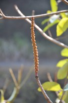 Live Plant Image