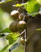 Live Plant Image