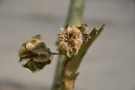Live Plant Image