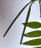 Live Plant Image