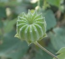 Live Plant Image