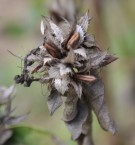 Live Plant Image