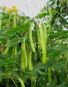 Live Plant Image