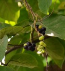 Live Plant Image