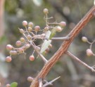 Live Plant Image