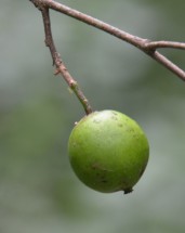 Live Plant Image