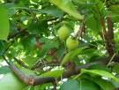 Live Plant Image