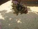 Live Plant Image