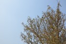 Live Plant Image
