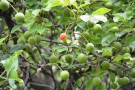 Live Plant Image