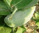 Live Plant Image