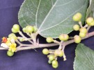 Live Plant Image