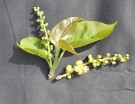 Live Plant Image